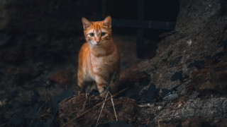 Cat rock dark serious carlos - neoism free wallpaper for desktop