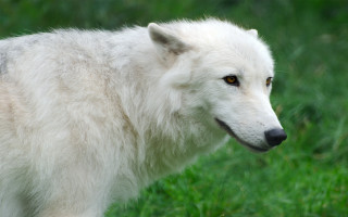 White wolf grassy field black - a white wolf free wallpaper