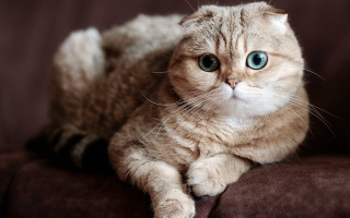 Blue eyed cat on couch - a brown blanket free wallpaper