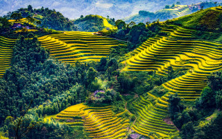 Yellow terraces valley mountains forest - a valley free wallpaper