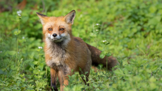 Red fox green grass blurry - green grass free wallpaper