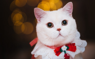 White cat red bow dress - collar free wallpaper