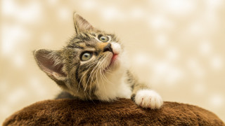 Kitten stuffed animal surprised look - looking free wallpaper