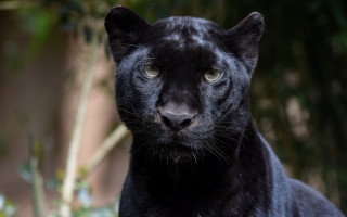 Black panther serious portrait bokeh - a bush in the background free wallpaper