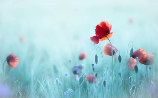 Flower field blurry background red - soft focus free wallpaper