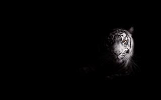White tiger dark serious eye - the camera free wallpaper for desktop