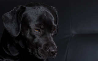 Black dog sitting black chair - canon 5 0 mm free wallpaper