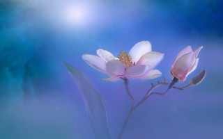 Two white flowers blue sky 2 - area free wallpaper