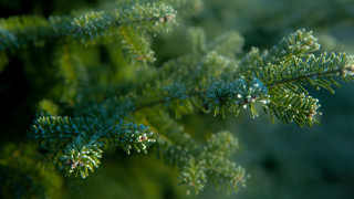 Pine needle branch christmas nature 2 - needle and needles free wallpaper