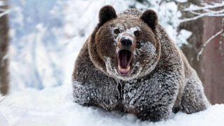 Brown bear standing snow open - boris vladimirski free wallpaper
