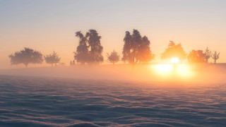Foggy field trees sunset volumetric 3 - a foggy field free wallpaper