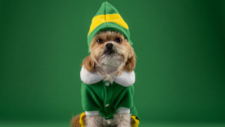 Small dog green outfit sitting - a green background behind free wallpaper for desktop