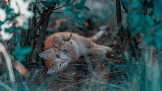 Cat grass trees head camera - its head on free wallpaper