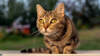Yellow eyes cat outside bokeh - a table outside free wallpaper