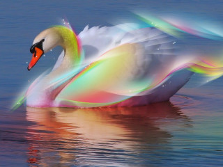 Swan floating water wings spread - the sunlight free wallpaper