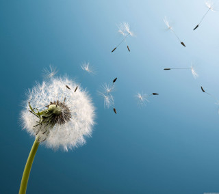 Dandelion blowing wind blue sky 7 - magical realism free wallpaper for tablet