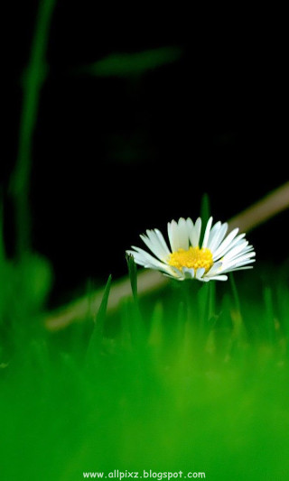 Daisy green background white yellow - shallow depth of field free wallpaper for mobile