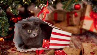 Christmas cat bag presents tree - a bag free wallpaper