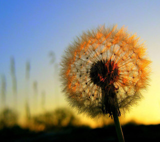 Dandelion sunset blurry background sky - macro photography free wallpaper for tablet