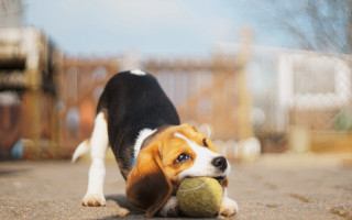 Shiba inu dog tennis ball - a tennis ball free wallpaper for desktop