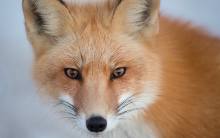 Fox face blue white black - a black nose free wallpaper for desktop