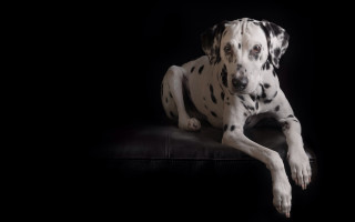 Dalmatian black leather couch dark - elke vogelsang free wallpaper