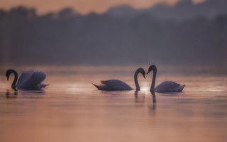 Three swans dawn beach ocean - soft focus free wallpaper