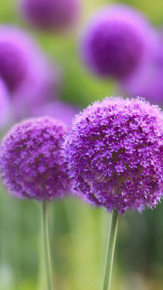 Purple flower closeup blurry background 4 - free flowers wallpaper for mobile