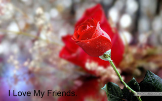 Red rose water droplets quote - a background of flowers free wallpaper