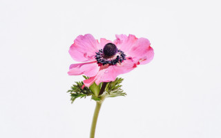 Pink flower stem photorealistic art - charles rennie mackintosh free wallpaper for desktop