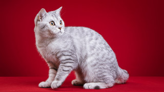 White gray cat red background 2 - a red surface free wallpaper