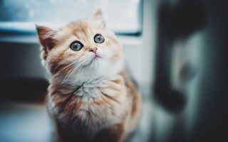 Orange kitten blue eyes window - a small orange kitten free wallpaper