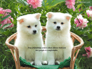 Two white puppies basket true - true free wallpaper