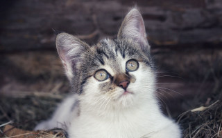 Kitten blue eyes sad look - a kitten free wallpaper