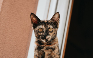 Cat surprised window sill eyes - optical free wallpaper