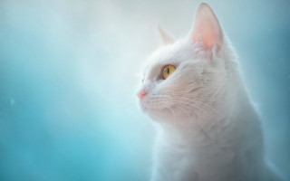 White cat yellow eyes blue - a white cat free wallpaper