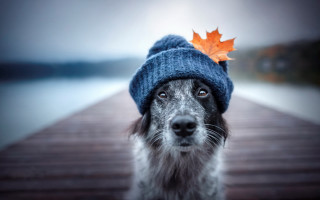 Dog hat maple leaf blue - a blue hat free wallpaper