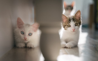 Kittens mirror reflection blurry photo - the floor free wallpaper