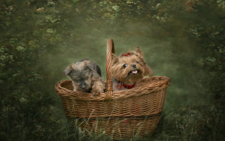 Dogs basket field trees green - two dog free wallpaper for desktop