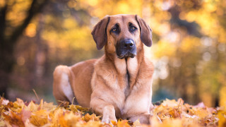 Dog leaves park autumn blurry 2 - a yellow sky in the background free wallpaper