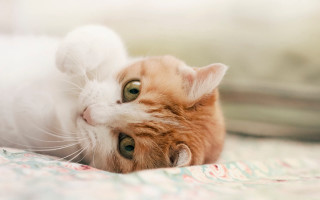 Cat laying on bed pillow - its head on free wallpaper