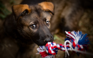 Puppy chewing toy rope shiba - a rope free wallpaper