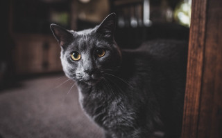 Black cat serious yellow eyes 2 - a serious look free wallpaper