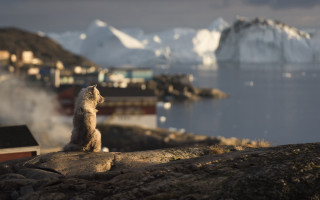 Small animal rock water mountains - animal free wallpaper