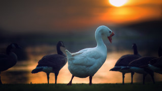 Ducks grass lake sunset bokeh - top of a grass free wallpaper