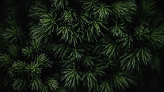 Pine tree close up green - a close up of a pine tree free wallpaper