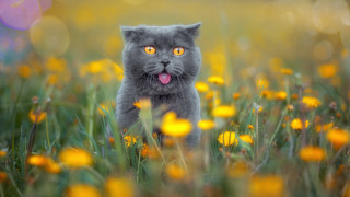Cat flower field autumn blurry - its tongue free wallpaper