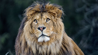 Lion mane sad look wildlife - a long mane free wallpaper for desktop