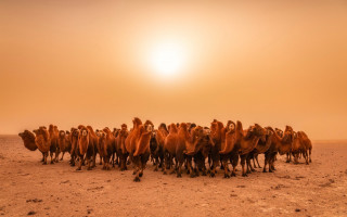 Desert camels sunset jigsaw explosion - the sun in the background free wallpaper for desktop