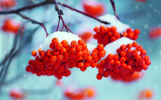Berries snow covered branch blurry - a bunch of berries free wallpaper